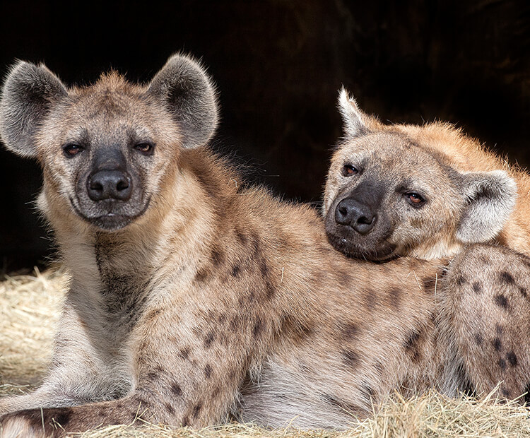 Spotted hyena pair