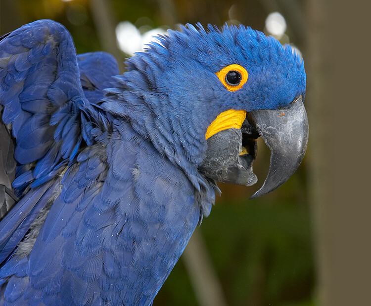 Hyacinth Macaw