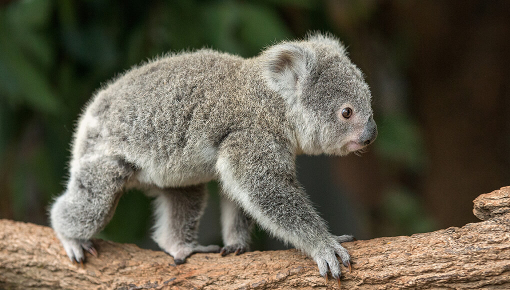 A baby koala, or joey, crawls across a wood branch