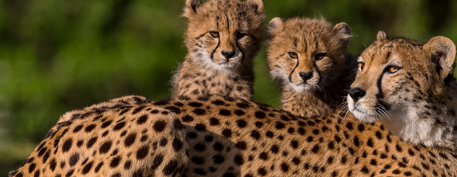 Two cheetah cubs behind mother