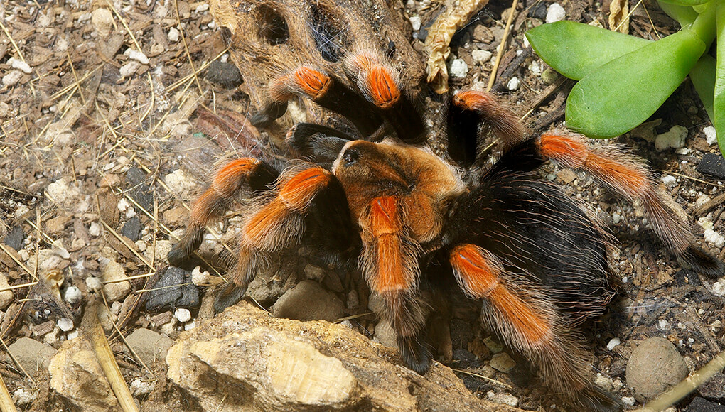 Mexican foreleg tarantula