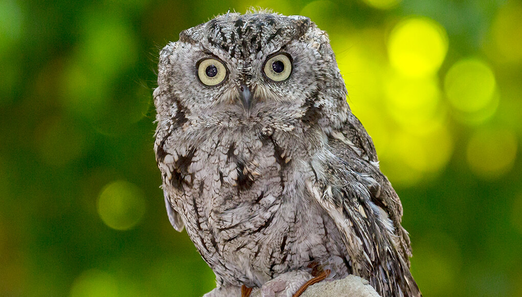 Screech owl sitting in front of green tree leaves