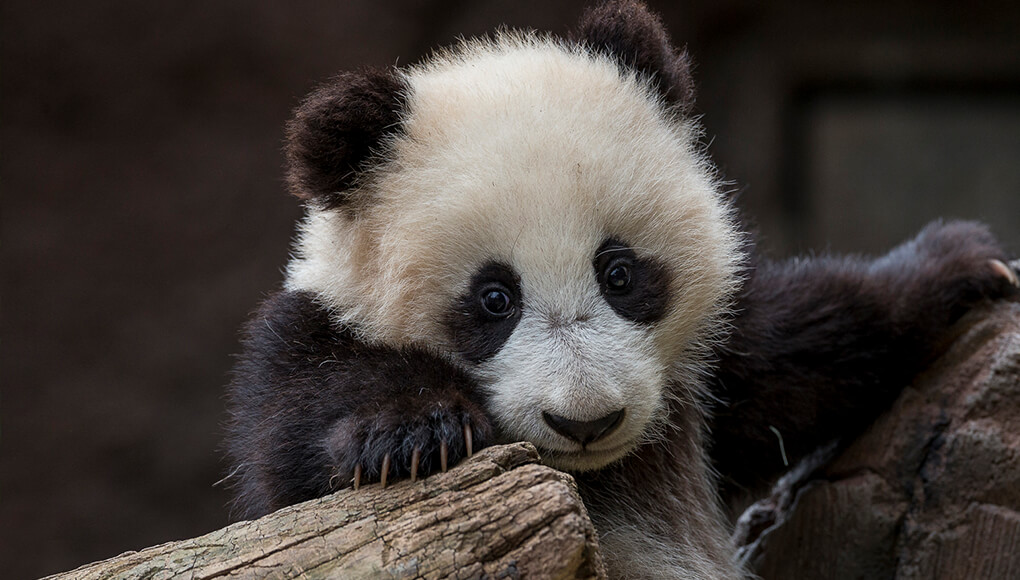 Baby Giant panda