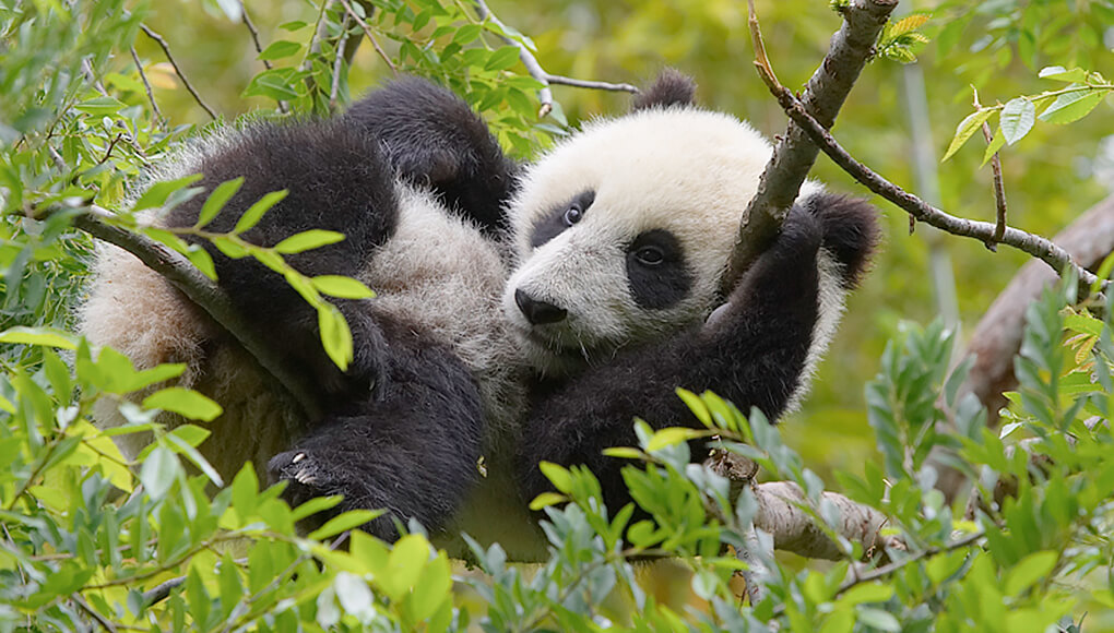 Baby panda Su Lin resting up in a tree's branches