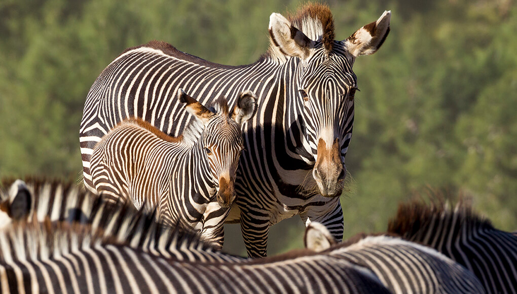Grevy's zebra mother and foal