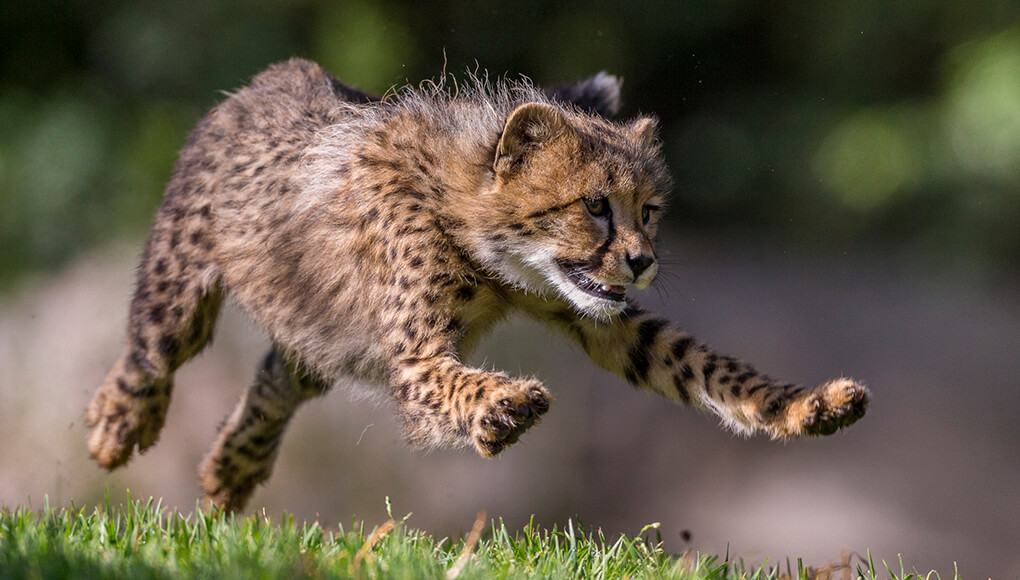 Running Cheetah