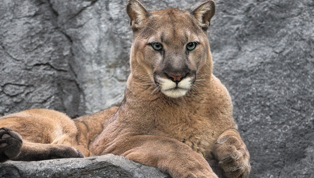 Mountain lion sitting on a granite ledge