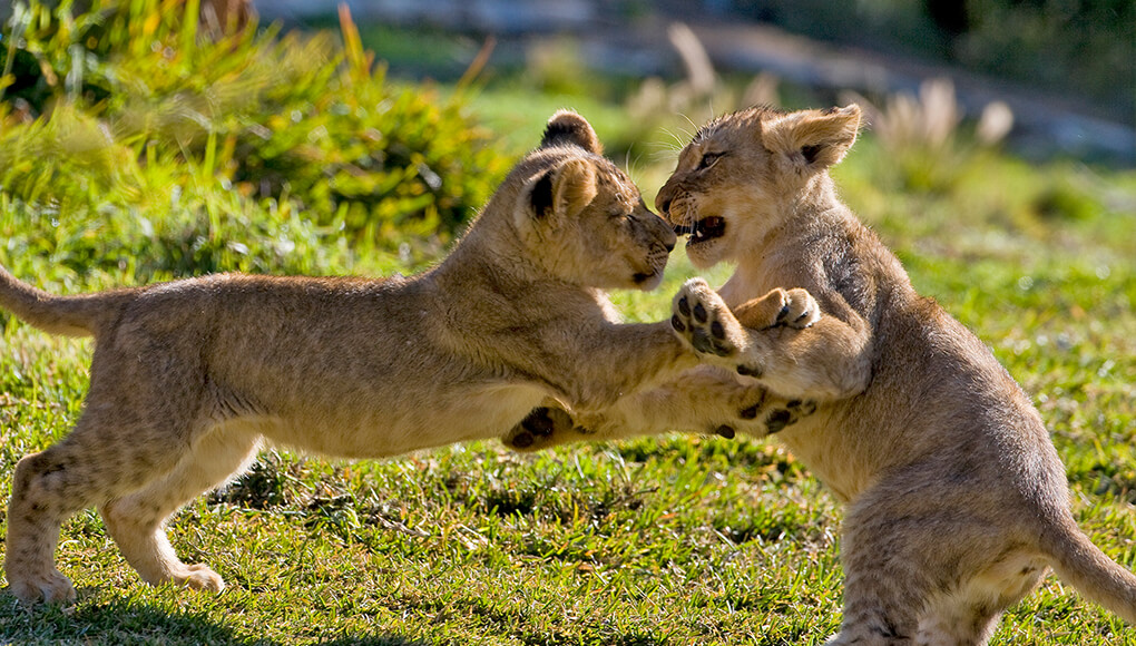 These little lion cubs are full of curiosity for their natural ...