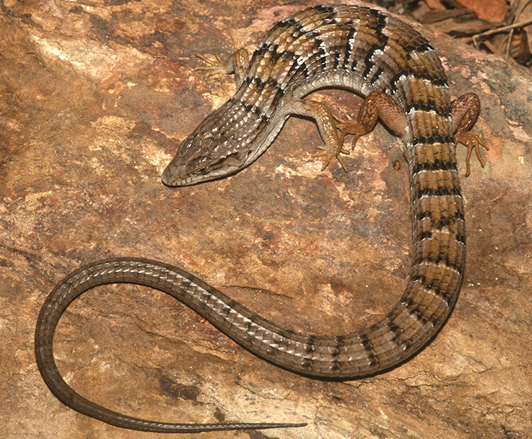 Alligator lizard coiled back near its long tail as it sits on a brown rock.