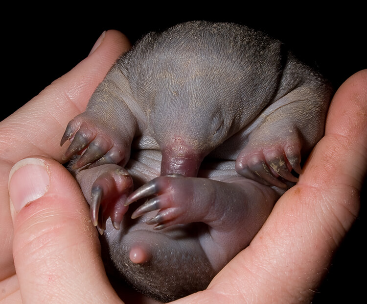 A baby echidna, or puggle, held in a keeper's hands.