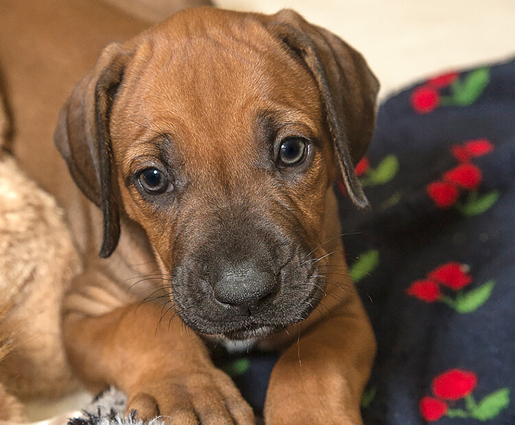 A ridgeback puppy lays on a blanket