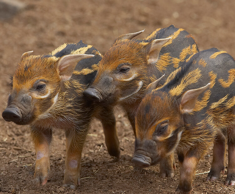 Three red river hog babies stand together