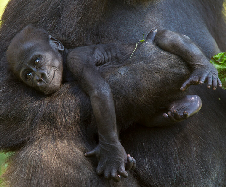 Baby gorilla laying across her mother's arm as she's being carried