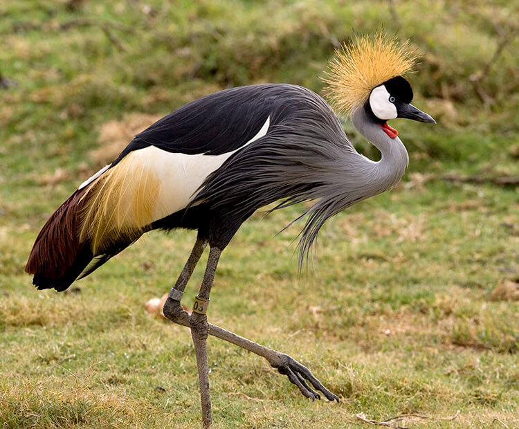 East African crowned crane standing on one leg