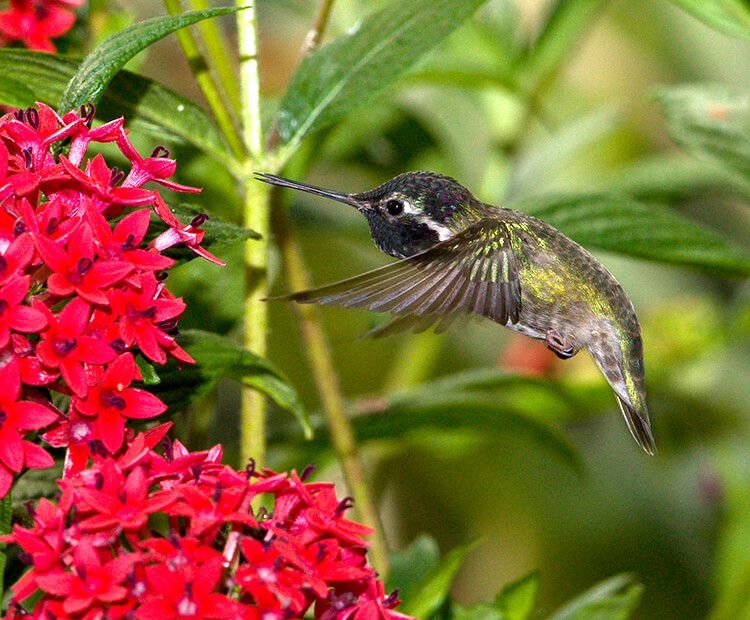 Costa's hummingbird hovers near a spray of red flowers
