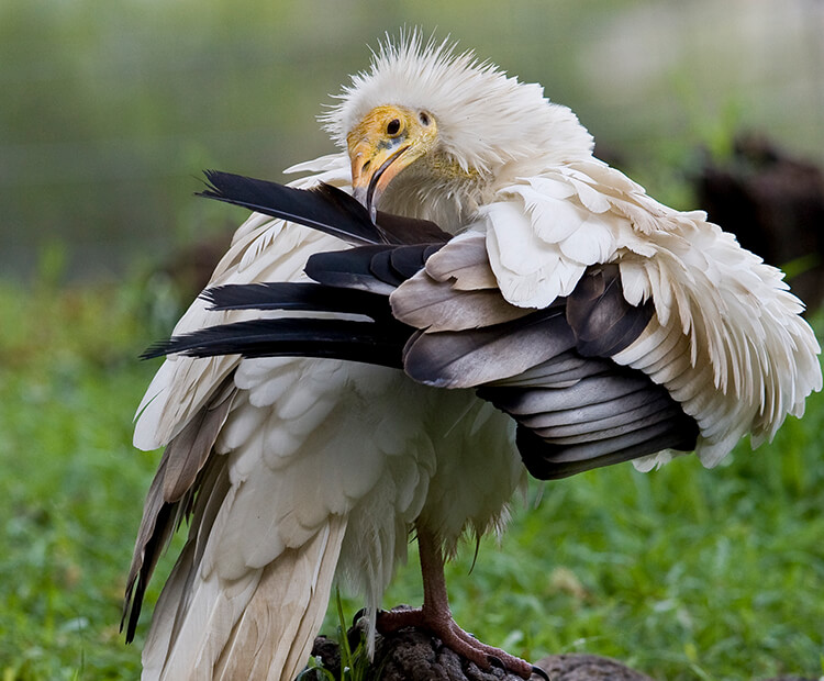 Egyptian vulture