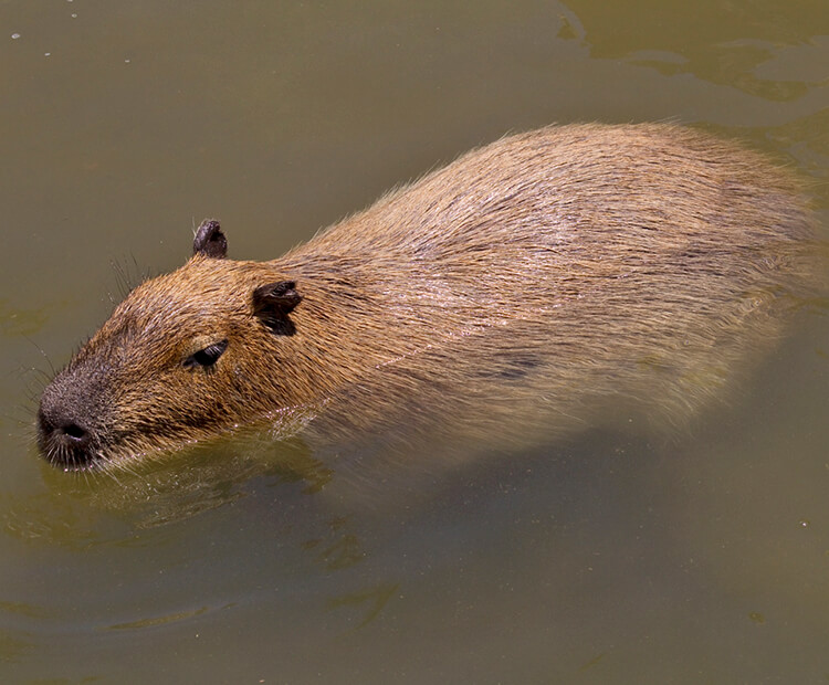 A capybara swims easily in water