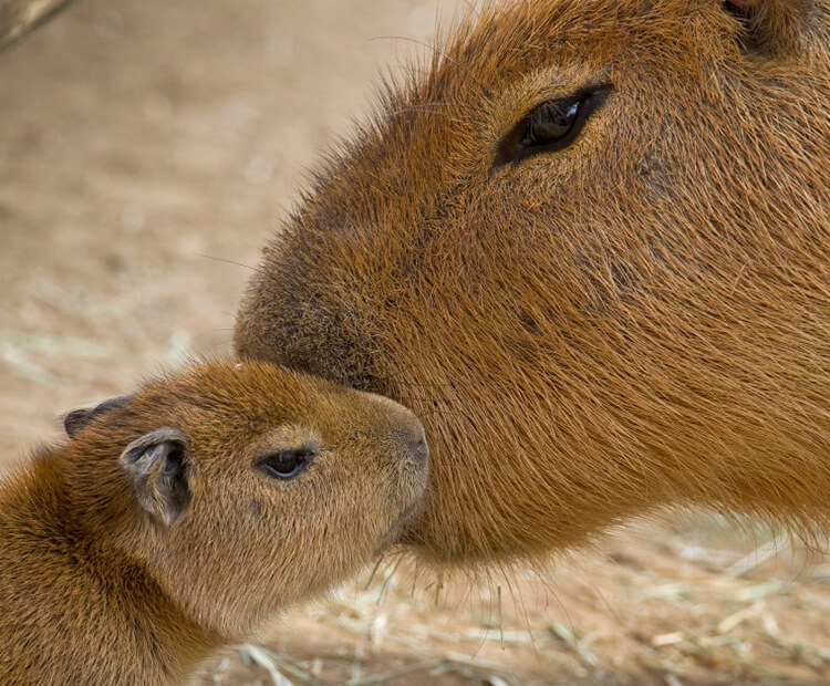 A capybara mom nuzzles its small baby