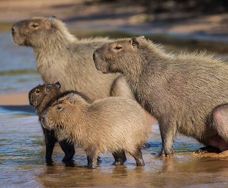 A group of two adult capybaras and two babies stand at a riverbank 