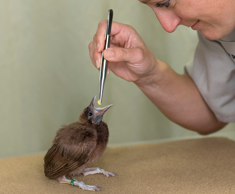 A wildlife care specialist feeds a baby chick using tweezers 