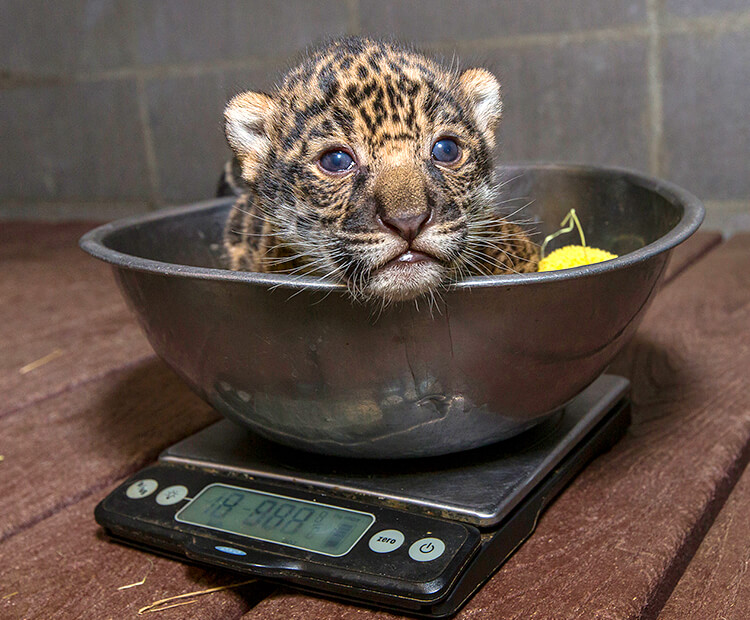 A baby jaguar sits in a metal bowl as it is weighed on a small scale during its check-up