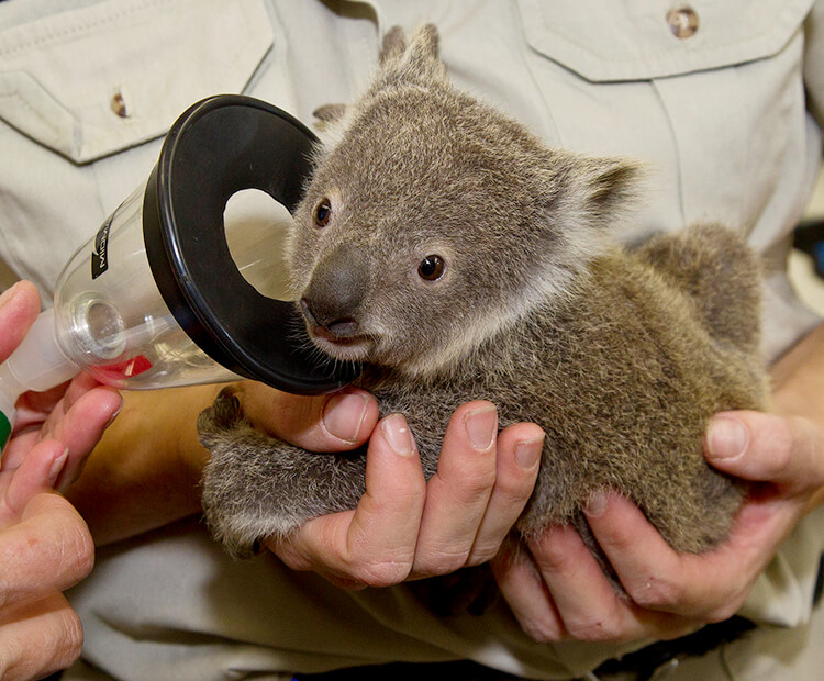 Baby koala joey about to be anesthetized so doctors could xray and examine him thoroughly.