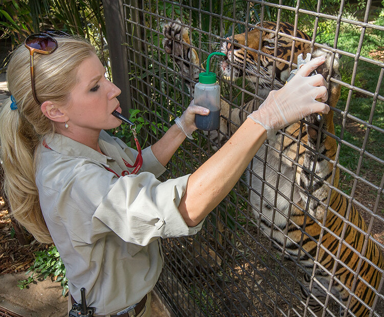 A wildlife care specialist rewards a tiger with a tasty treat for presenting their claws.