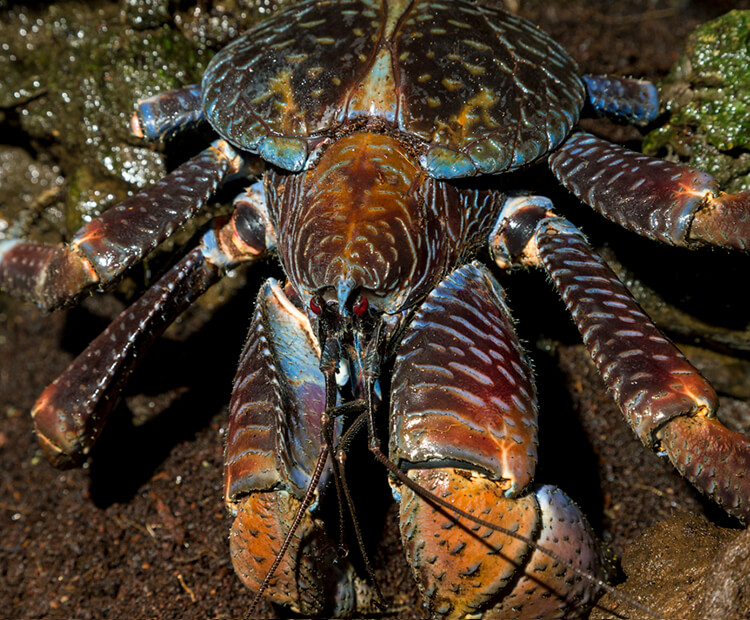 Kenny the coconut crab