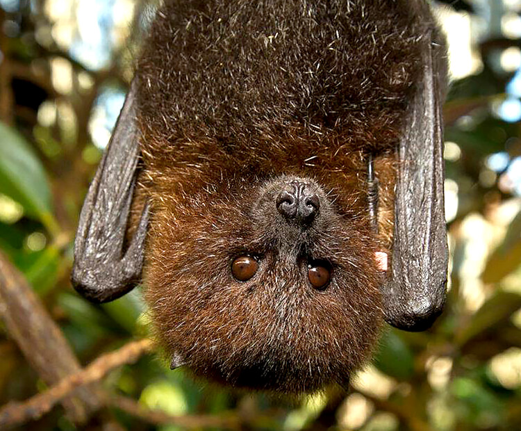 Rodrigues fruit bat