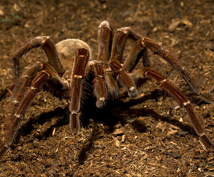 Goliath bird-eating spider