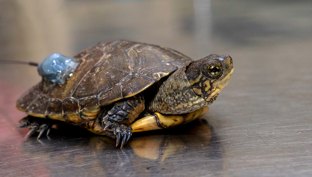 Pacific pond turtle fitted with a radio receiver for tracking