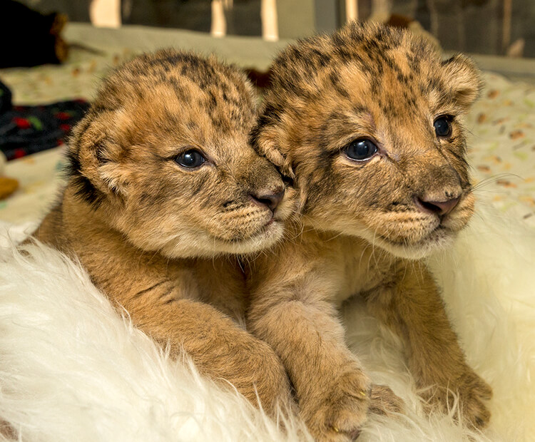 Learning to be lions  San Diego Zoo Wildlife Explorers