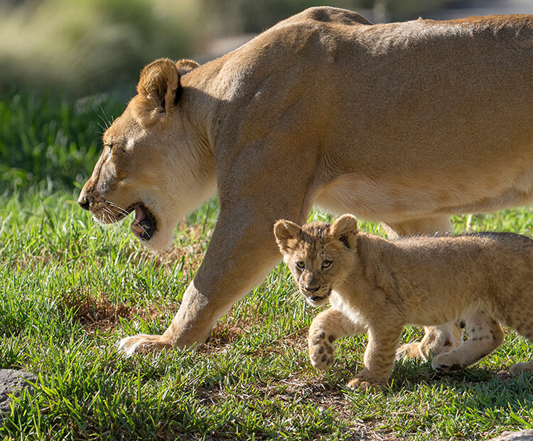 lion cubs with father and mother