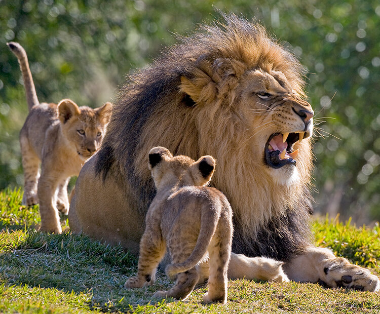 Two lion cubs play around their snarling father.