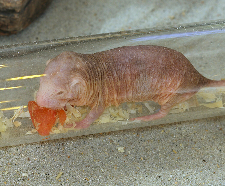 Naked mole-rat carries a piece of fruit through a clear plastic tube.