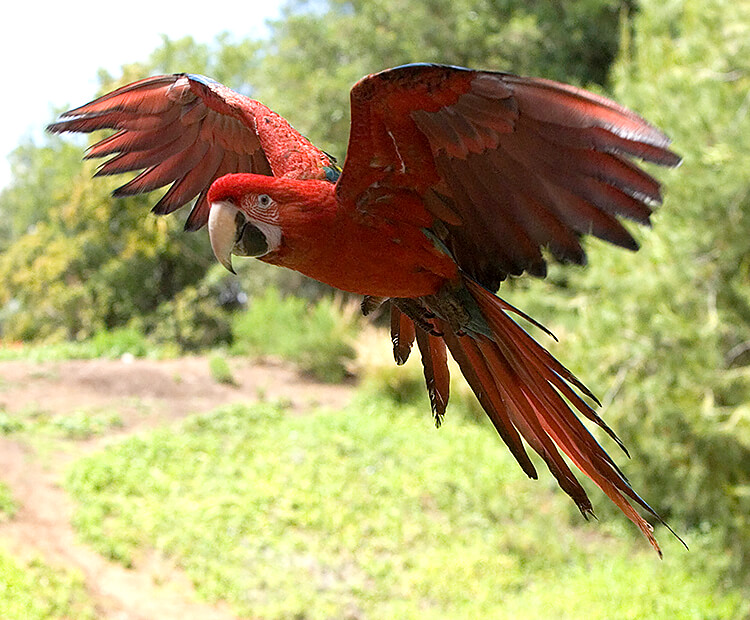 A macaw flies in front of trees and a dirt path