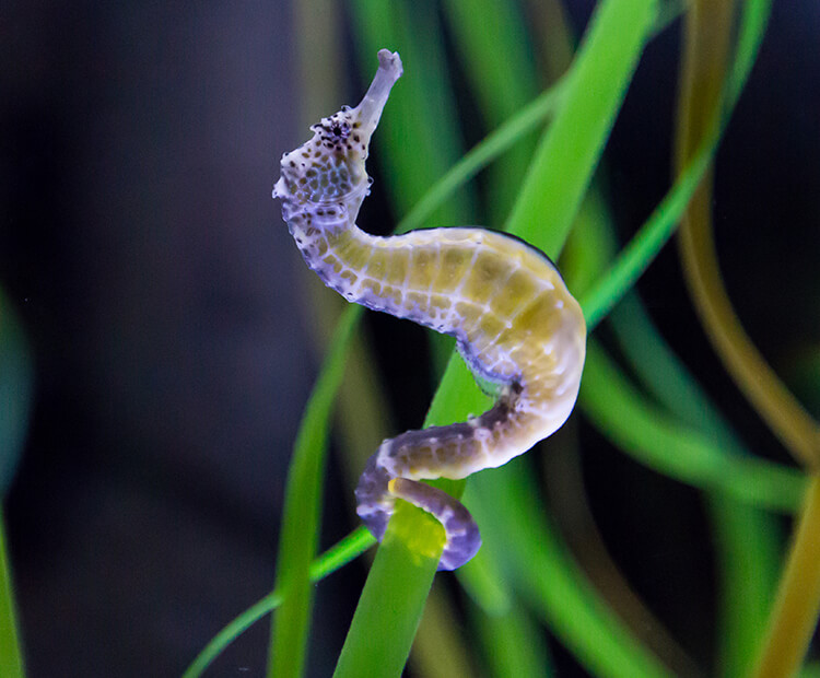 Seahorse holding onto a strand of sea grass