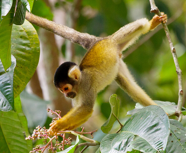 taled animals that hang from trees by their