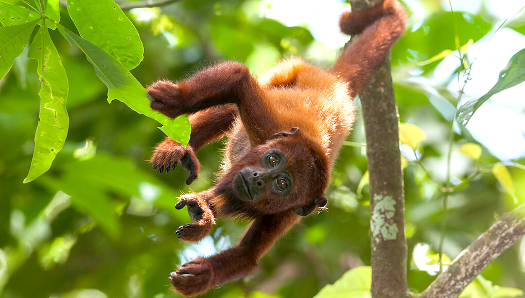 Howler monkey hanging by its tale from a small tree branch