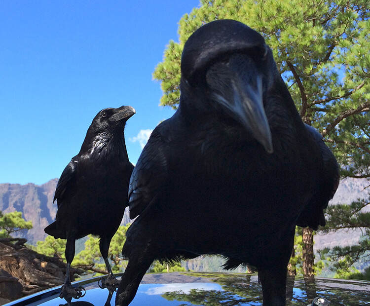 A pair of ravens sit atop a car hood, one staring into the camera.