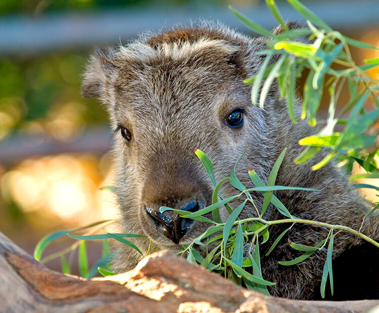 Takin baby eating leaves off a branch