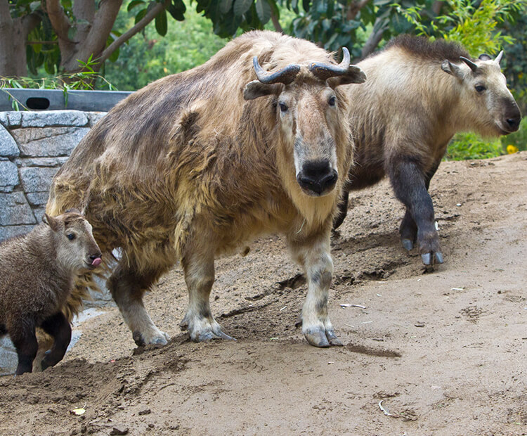 Takin baby, mother, and youngster