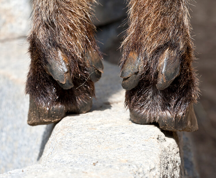 Close-up of akin hooves climbing a granite cliff
