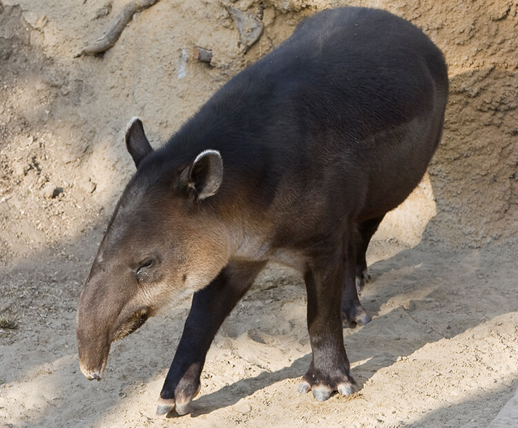 Tapir | San Diego Zoo Wildlife Explorers