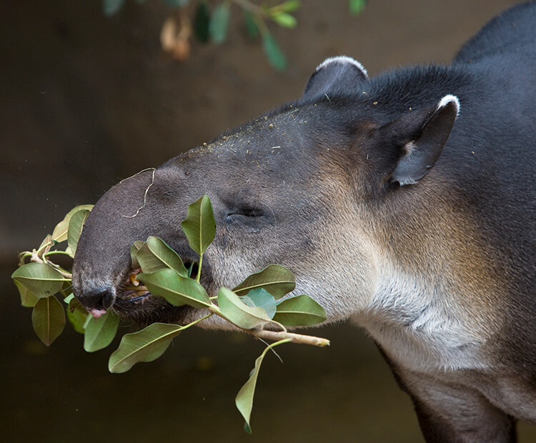 Baird's tapir using snout to hold and eat leaves off a small branch
