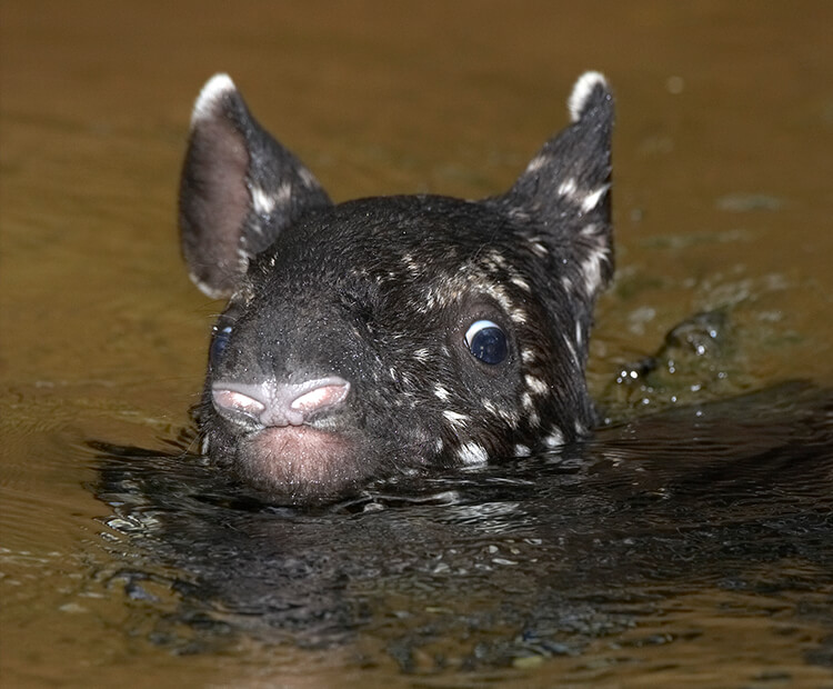 Baby Malayan tapir swimming up to its chin in water