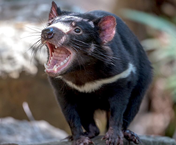 Tasmanian devil  San Diego Zoo Wildlife Explorers