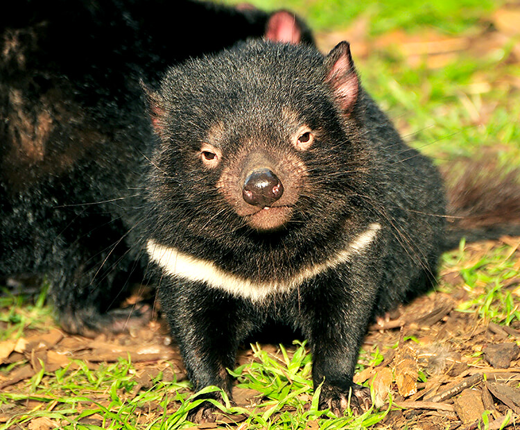 tasmanian devil newborn