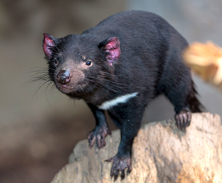 Tasmanian devil on tree stump