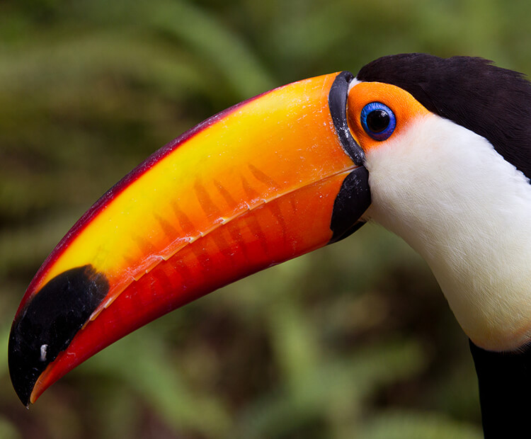 toucan beak color